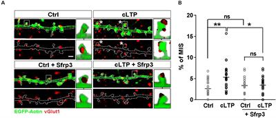 Wnt Signaling Through Nitric Oxide Synthase Promotes the Formation of Multi-Innervated Spines